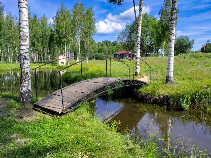 Деревянный пешеходный мостик через ручей у пруда в березовой роще