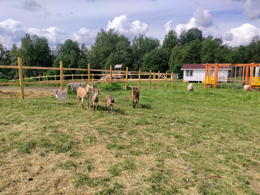 Козы и осёл на прогулочной площадке фермы рядом с ограждениями и постройками