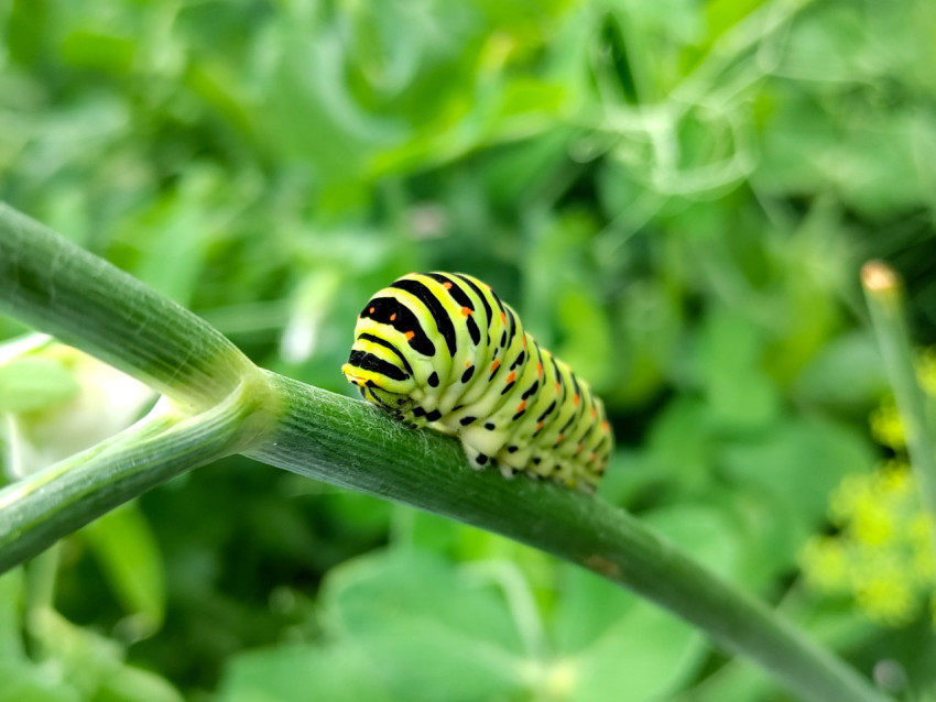 Гусеница махаона на горизонтальном побеге среди зелёной листвы