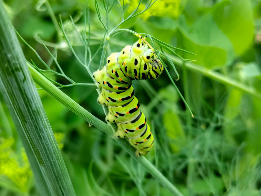 Гусеница махаона держится за укроп и тянется к листьям