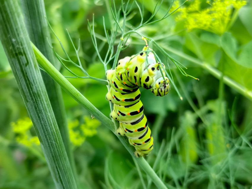 Гусеница махаона на укропе в момент движения по стеблю