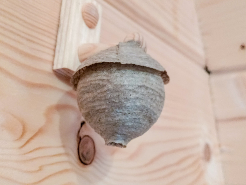 Осиное гнездо на крючке, боковой ракурс на деревянной стене