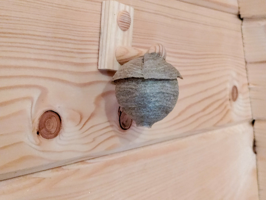 Осиное гнездо на деревянной стене в помещении, общий план