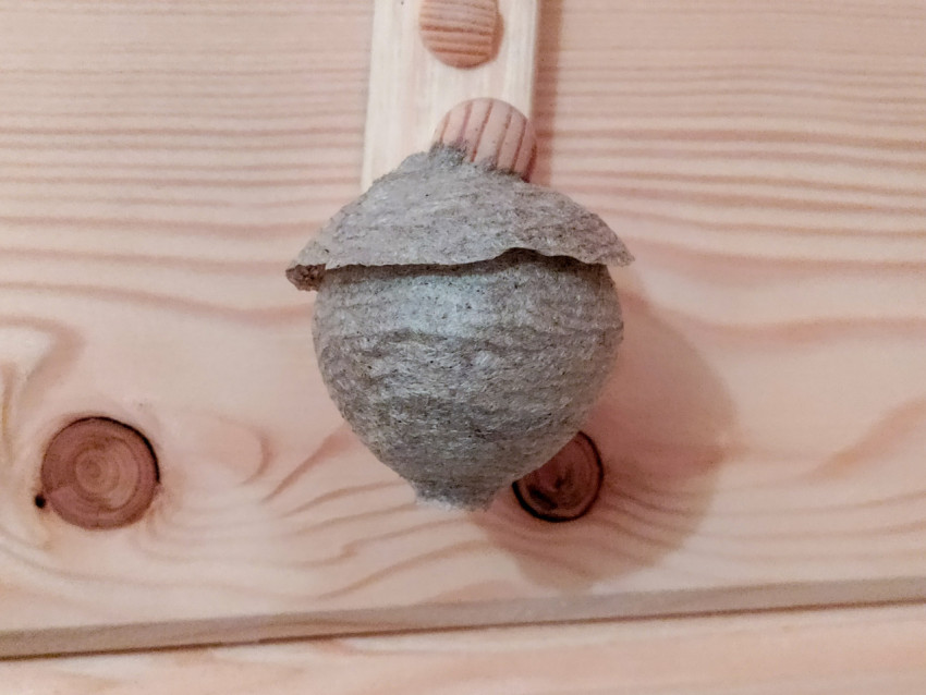 Осиное гнездо на светлой вагонке, фронтальный крупный план