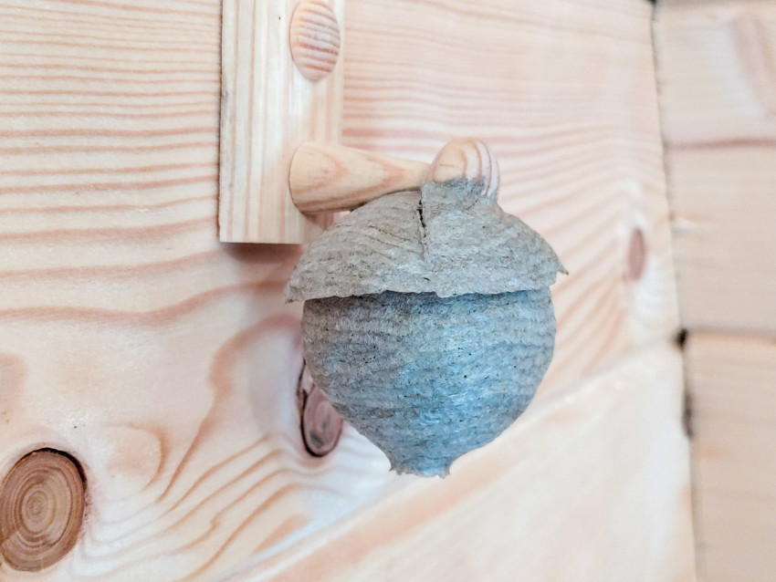 Гнездо ос на деревянной стене внутри постройки