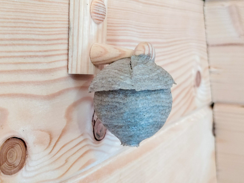 Бумажное гнездо ос, закреплённое на стене из сосновых досок