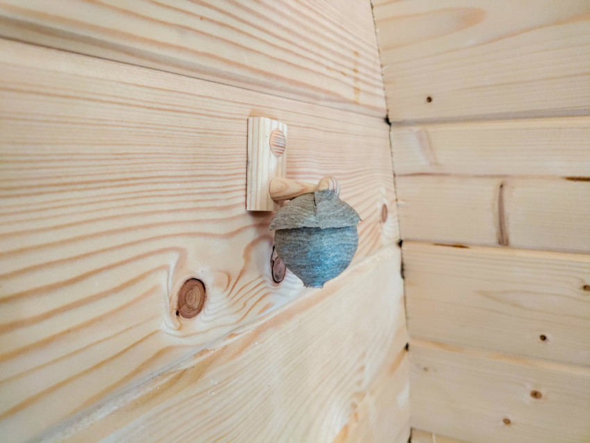 Гнездо ос на стене из бруса в деревянном помещении