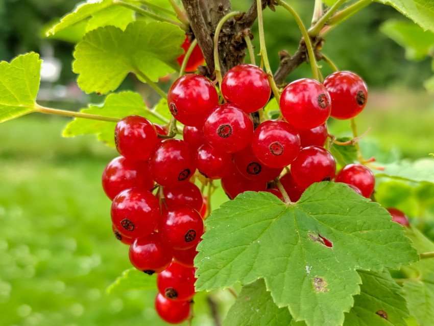 Кисть красной смородины на ветке на фоне размытого зелёного сада