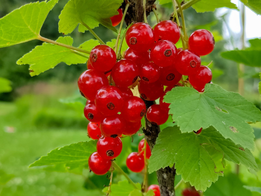 Гроздь красной смородины на фоне зелёной листвы и размытого пейзажа