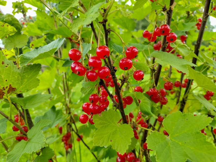 Грозди красной смородины на кусте среди яркой зелени листьев
