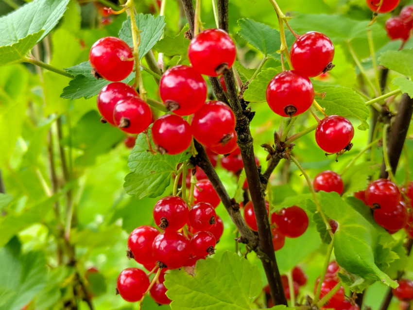 Крупный план ягод красной смородины на ветке с зелёными листьями