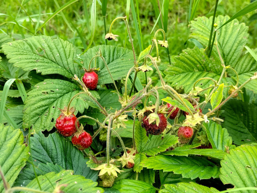 Спелые ягоды земляники на кусте среди зелёных листьев