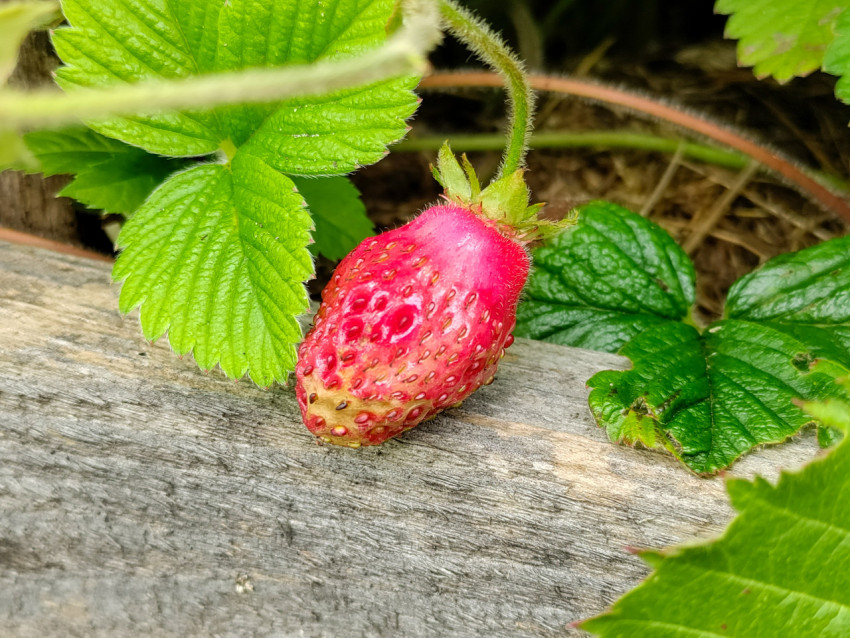 Одна спелая ягода земляники на деревянной поверхности крупным планом