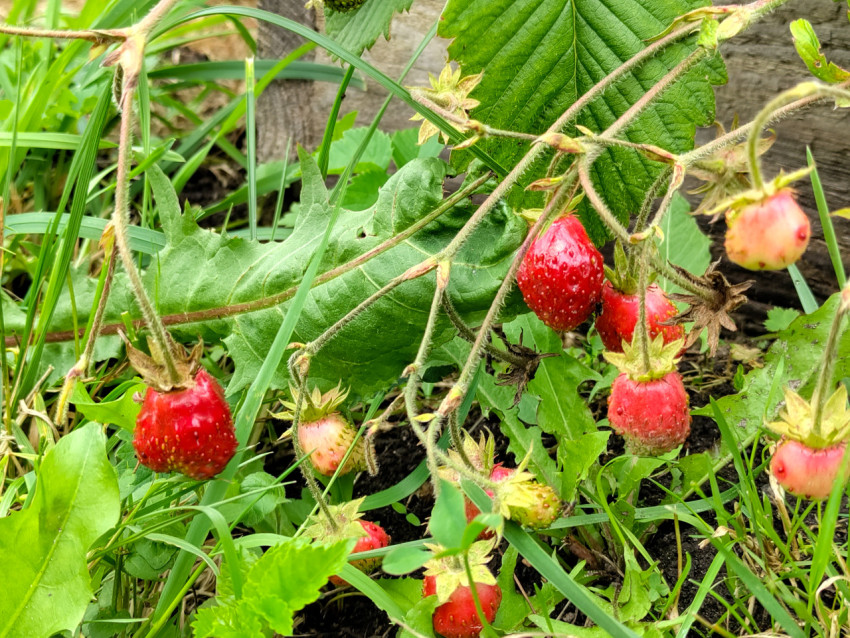 Ветка земляники с красными ягодами на фоне зелёной грядки