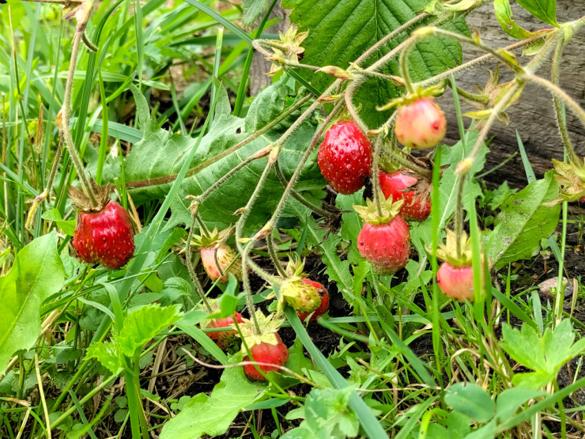 Земляника с созревающими ягодами среди травы и листьев