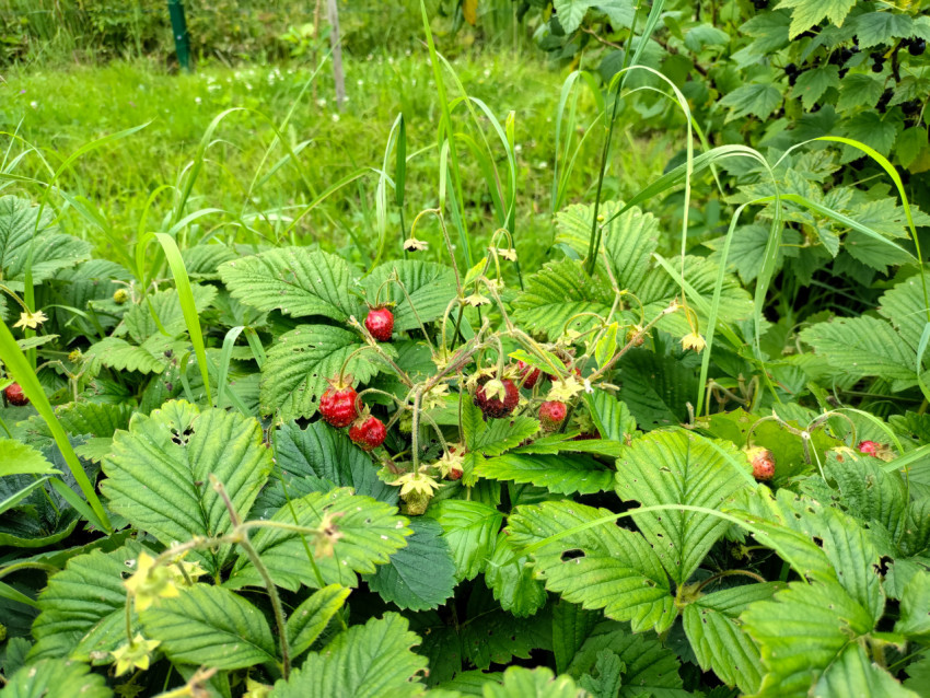 Куст земляники с красными ягодами на грядке в саду