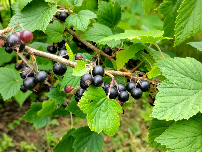 Ветка чёрной смородины с созревающими ягодами крупным планом