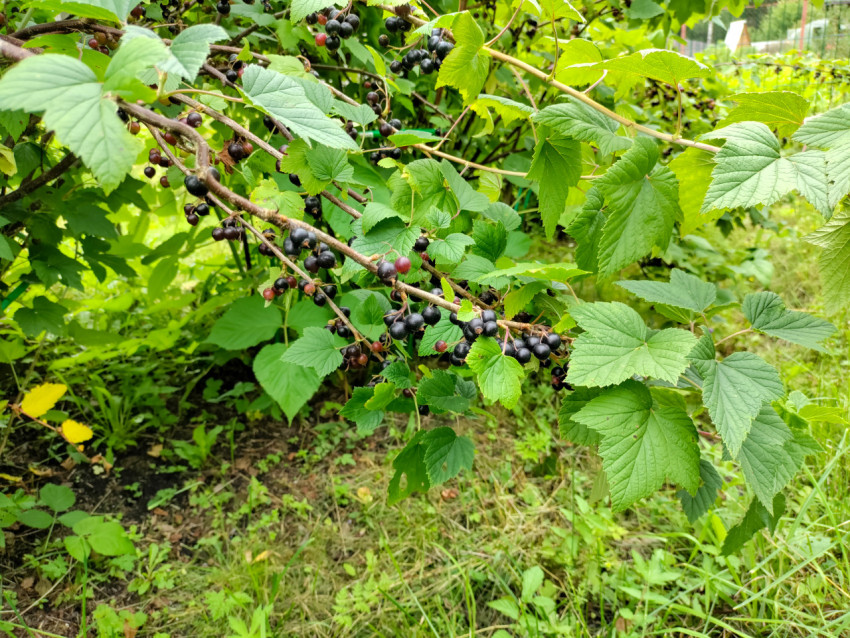 Кисти чёрной смородины на кусте среди садовой зелени