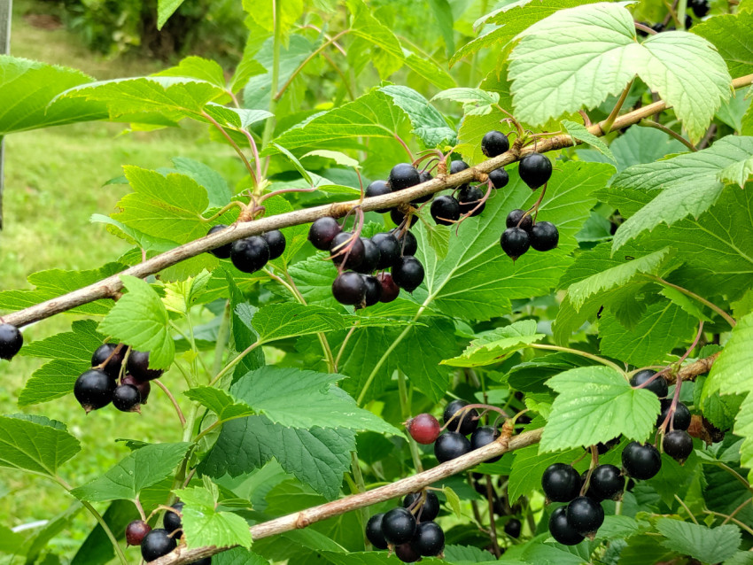 Грозди чёрной смородины на ветках в саду