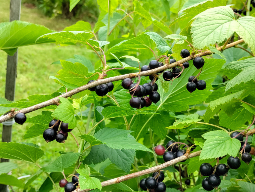 Ветка чёрной смородины с ягодами на фоне садовой зелени