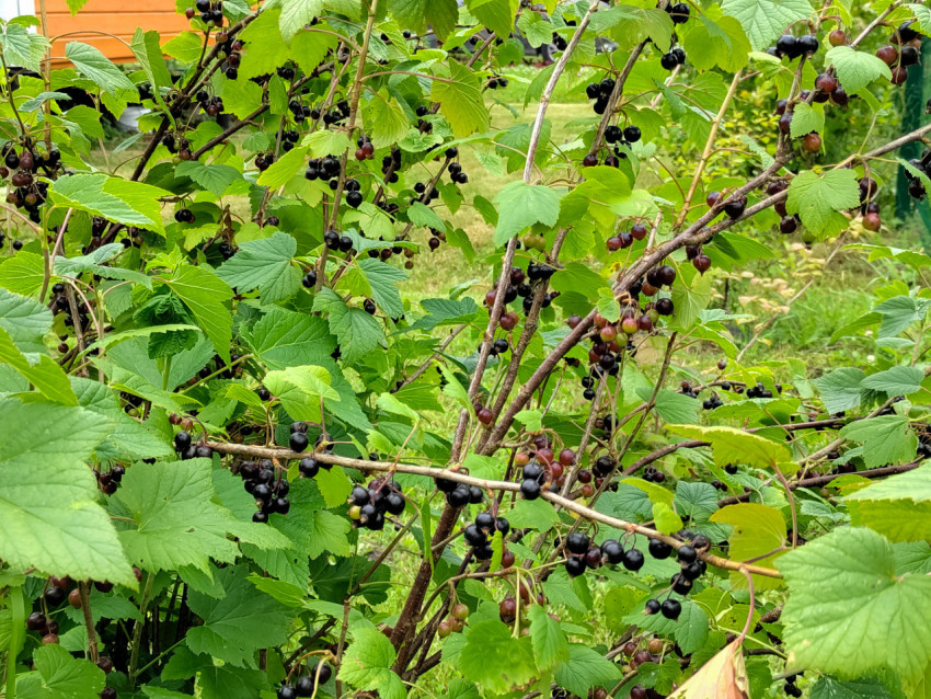 Куст чёрной смородины с ягодами на фоне дачного двора