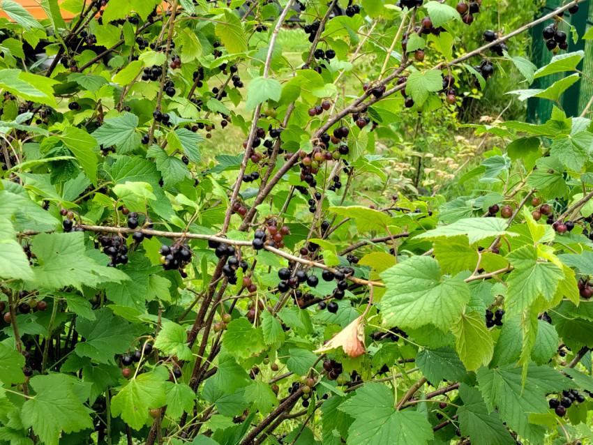 Ветки чёрной смородины с ягодами в густой зелени куста