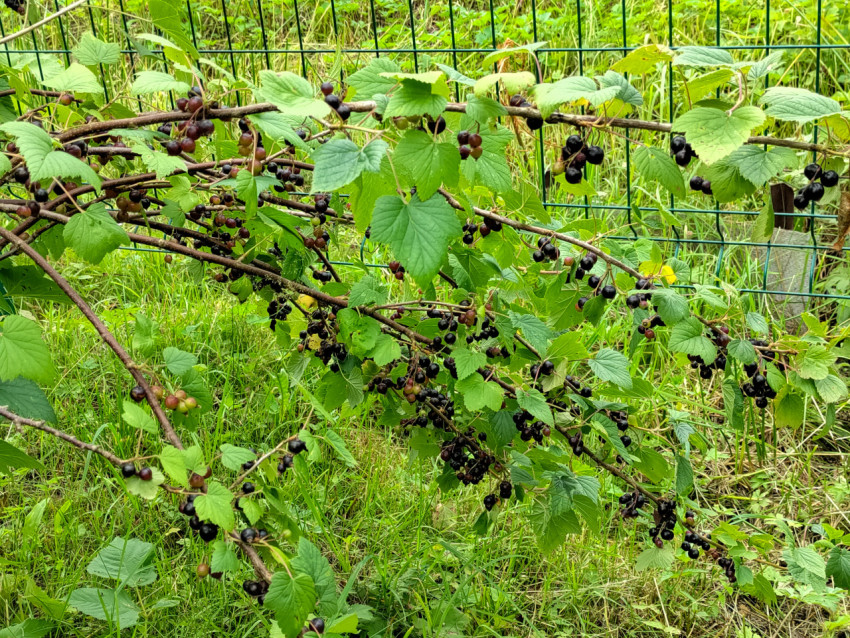 Куст чёрной смородины с длинными плодоносящими ветвями у садовой ограды