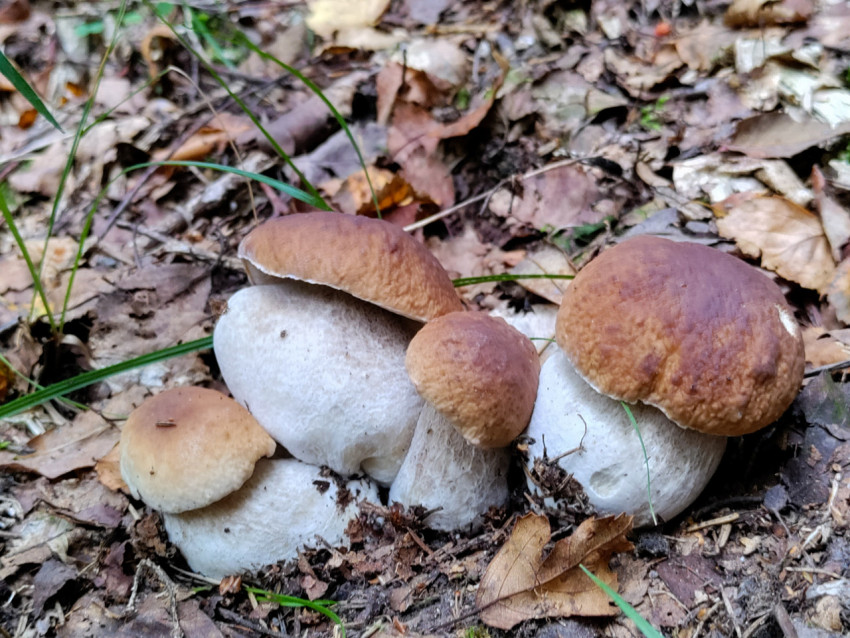 Семейка белых грибов на лесной подстилке среди опавших листьев и травы