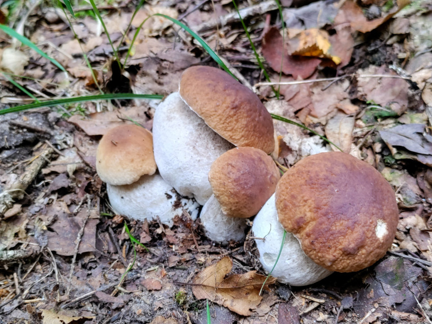 Группа лесных грибов на мху и хвое среди травы и опавшей листвы в естественной среде