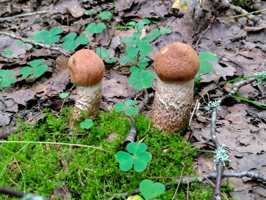 Два гриба подосиновика на мху среди листьев и кислицы в лесу