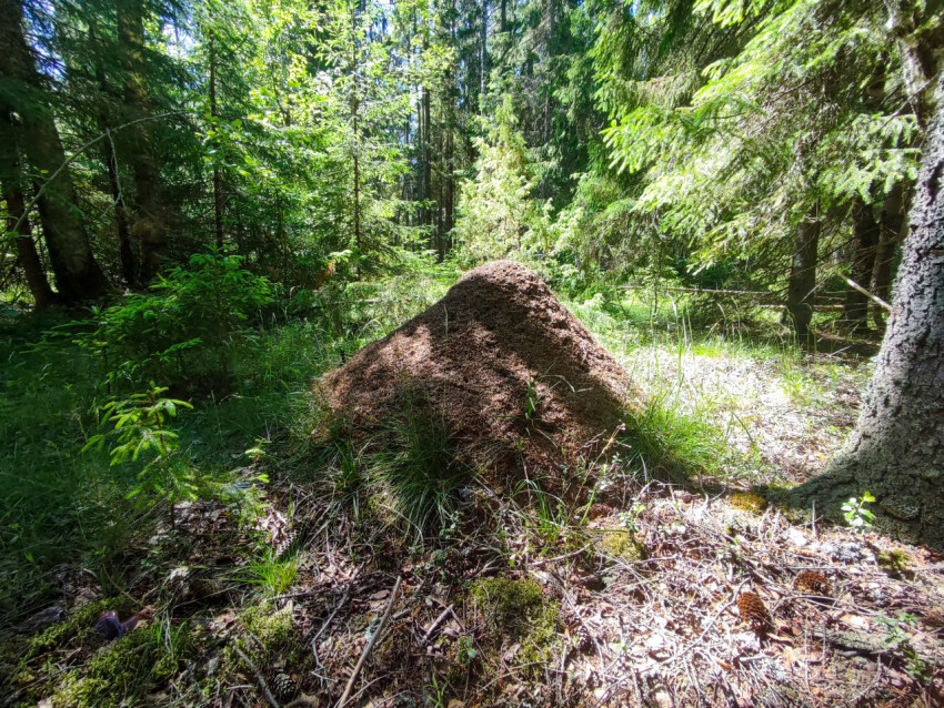 Большой муравейник среди елей и сосен в тенистом лесу