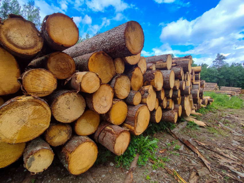 Широкий план штабеля лесоматериалов на поляне с облачным небом