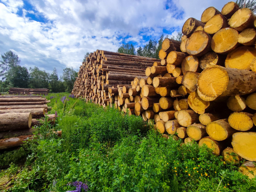 Перспектива двух штабелей бревен на поляне с густой растительностью