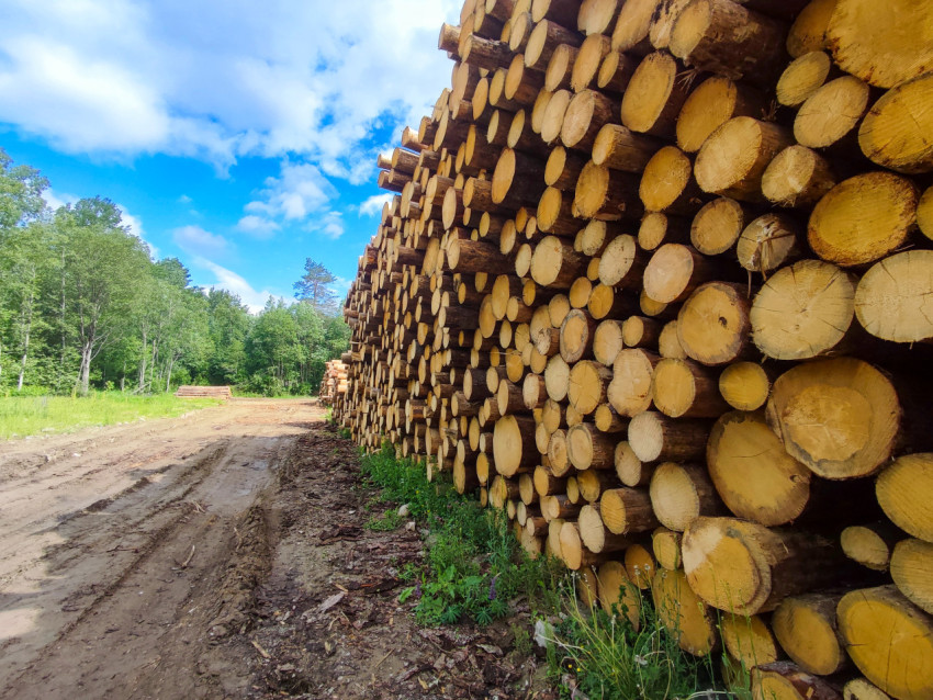 Длинный штабель круглого леса вдоль грунтовой дороги на лесосборной площадке