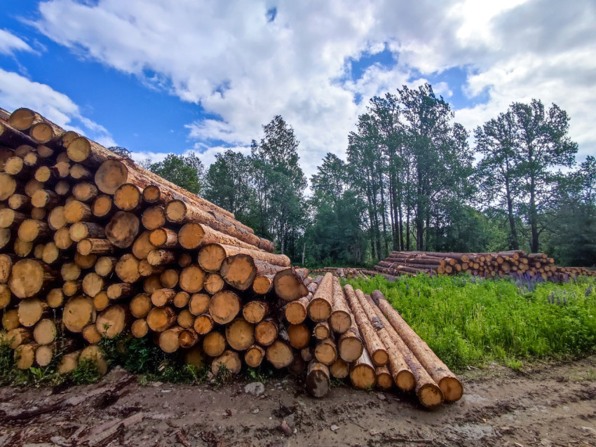 Лесной склад с несколькими штабелями бревен и длинными стволами, подготовленными к погрузке