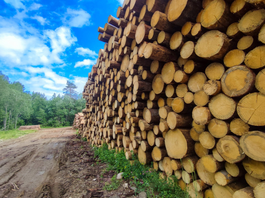 Штабель бревен у колейной дороги с видом на лес и дальний склад древесины