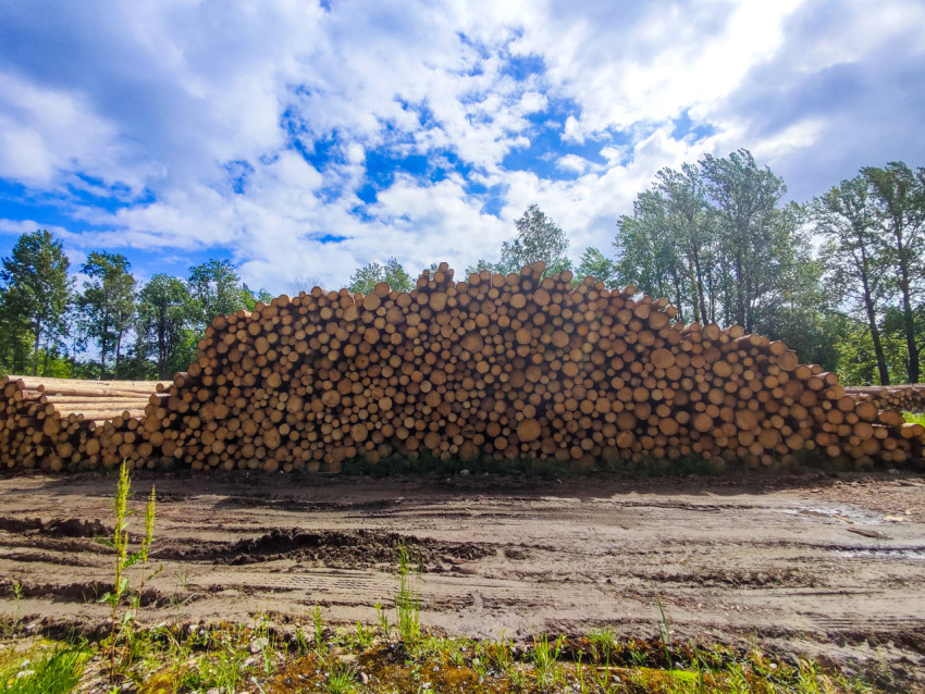 Штабель круглых брёвен на лесной площадке под высокими облаками