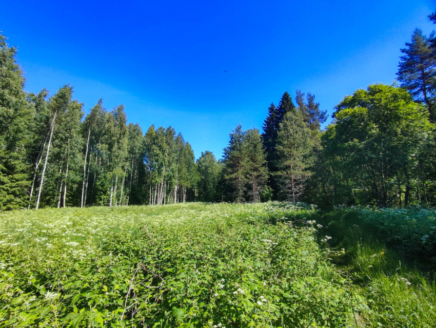 Луг с белыми соцветиями и полоса травы у лесной опушки