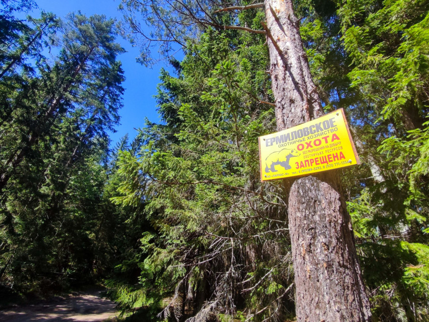 Лесная дорога и табличка «Охота запрещена» на дереве на фоне синего неба