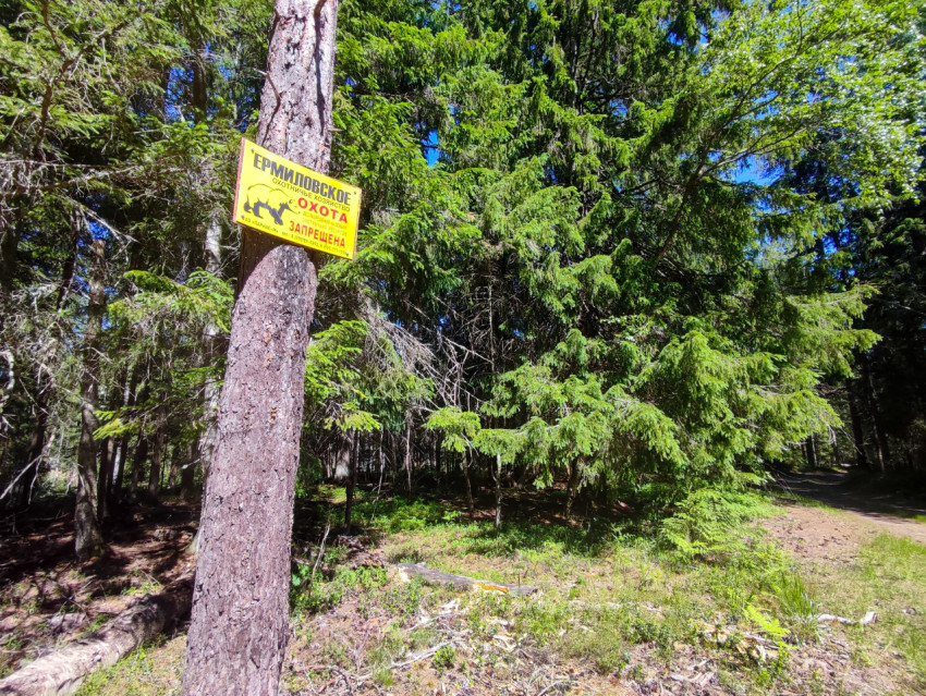 Предупреждающая табличка «Ермиловское охотничье хозяйство, охота запрещена» на дереве у лесной дороги