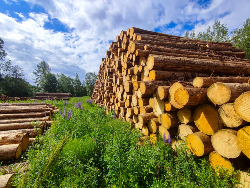 Высокий штабель круглого леса на лугу с полевыми цветами у кромки леса