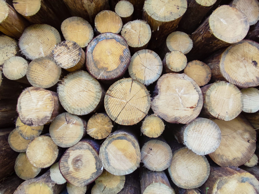 Фактура торцов круглого леса с контрастным спилом в центре кадра