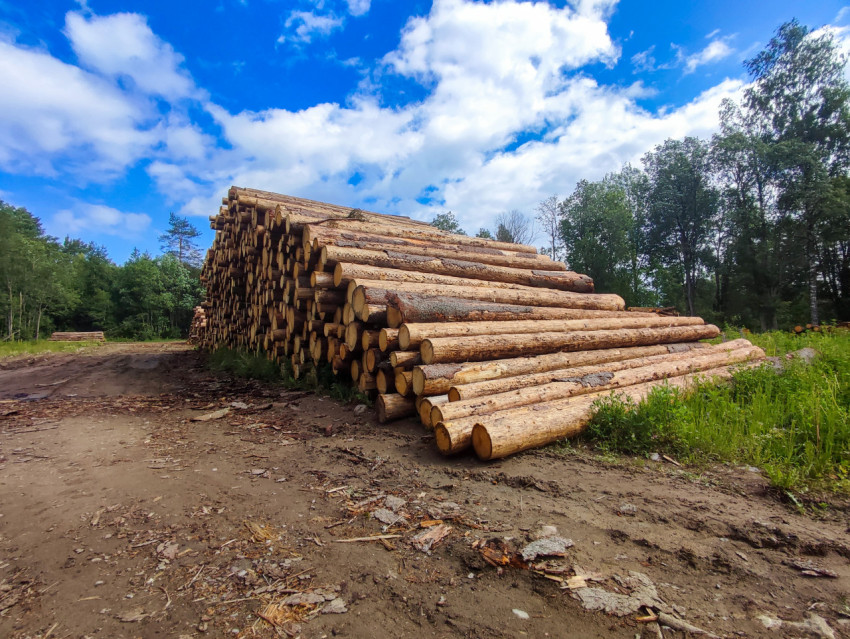 Общий план лесного склада с большим штабелем бревен и грунтовой площадкой