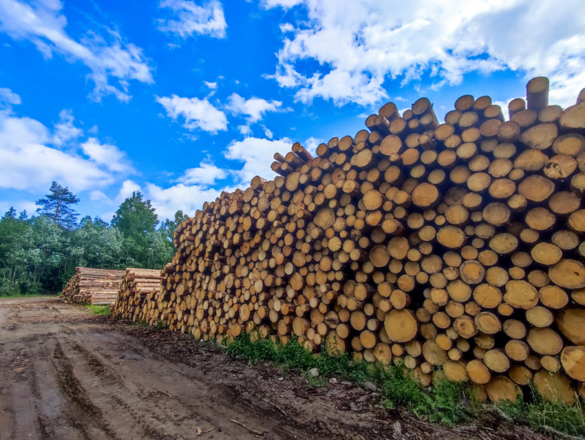 Штабель круглого леса вдоль грунтовой лесной дороги на открытой площадке