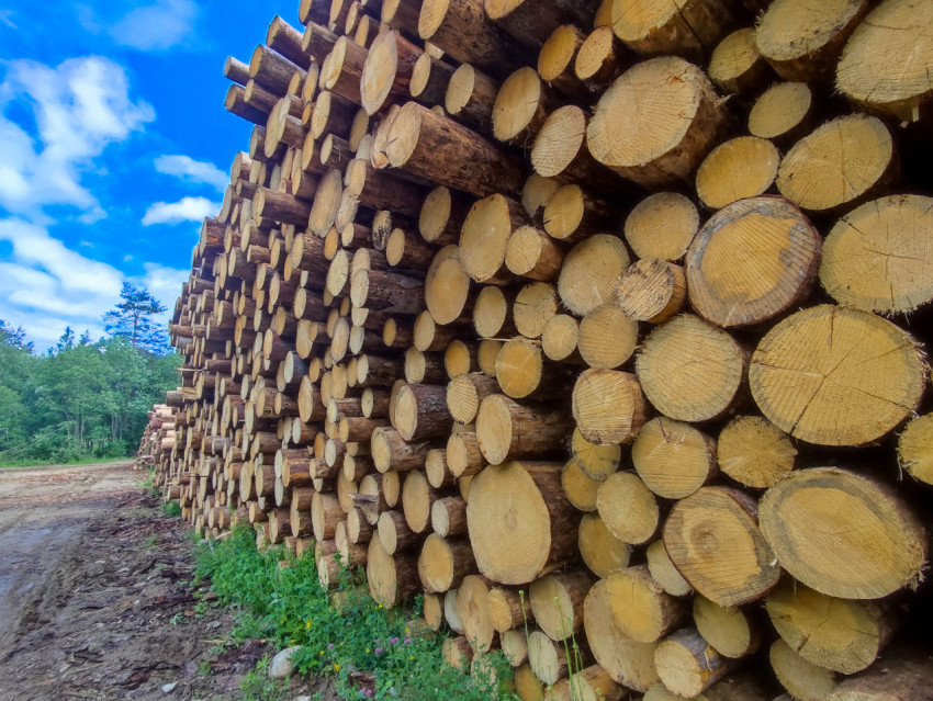 Перспектива вдоль высокой стены из штабелированных бревен у лесной грунтовки