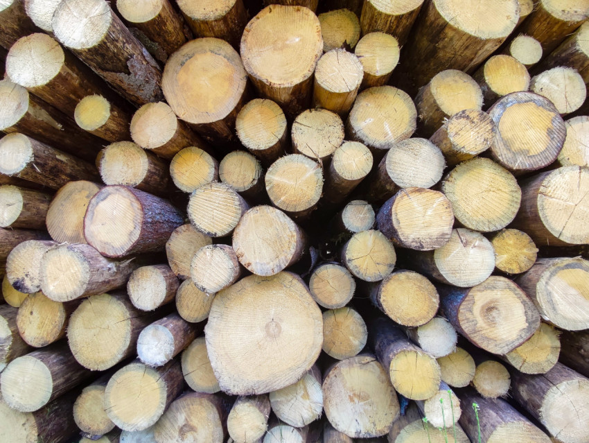 Фактурный рисунок торцов бревен разного диаметра в плотной укладке