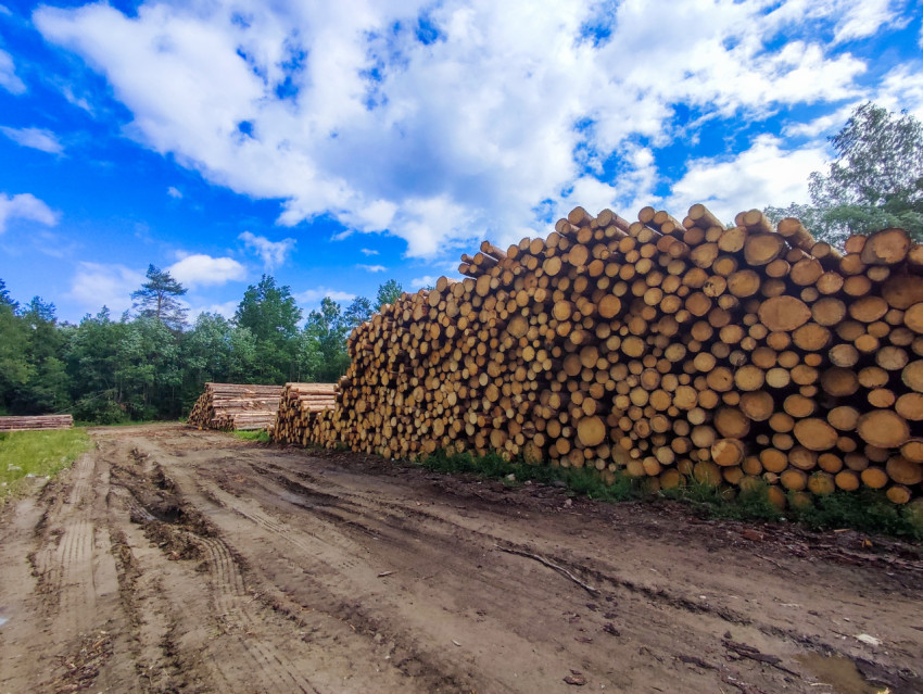 Грунтовая дорога вдоль штабелей брёвен на лесоскладе
