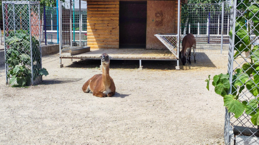 Лама лежит в вольере зоопарка