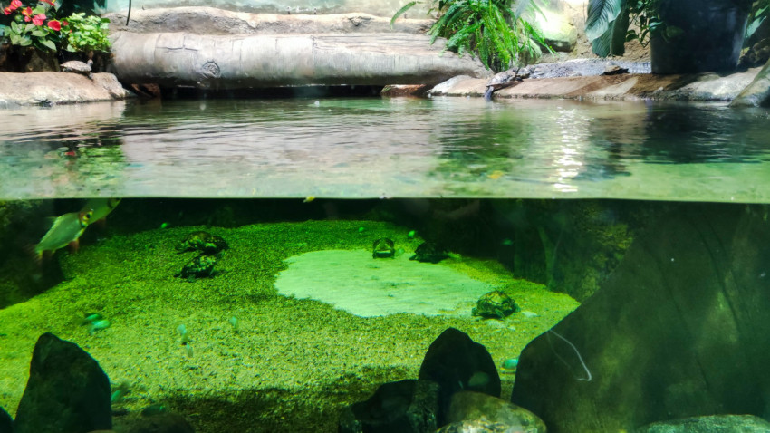 Водная черепаха на берегу у полузакрытого водоёма