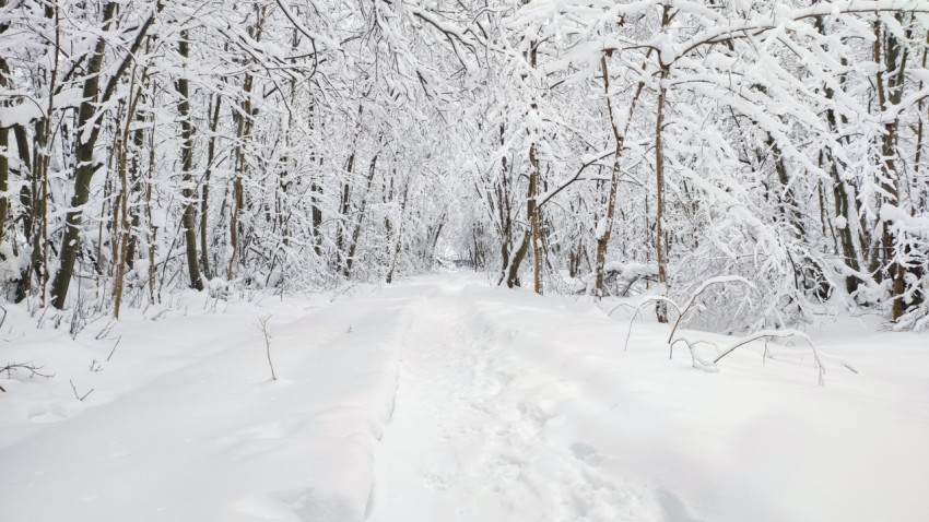 Пешеходный путь в густом заснеженном лесу